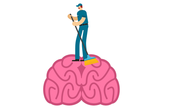 Known Drug Can Restore Brain’s Waste-Clearing Ability in Aging Mice