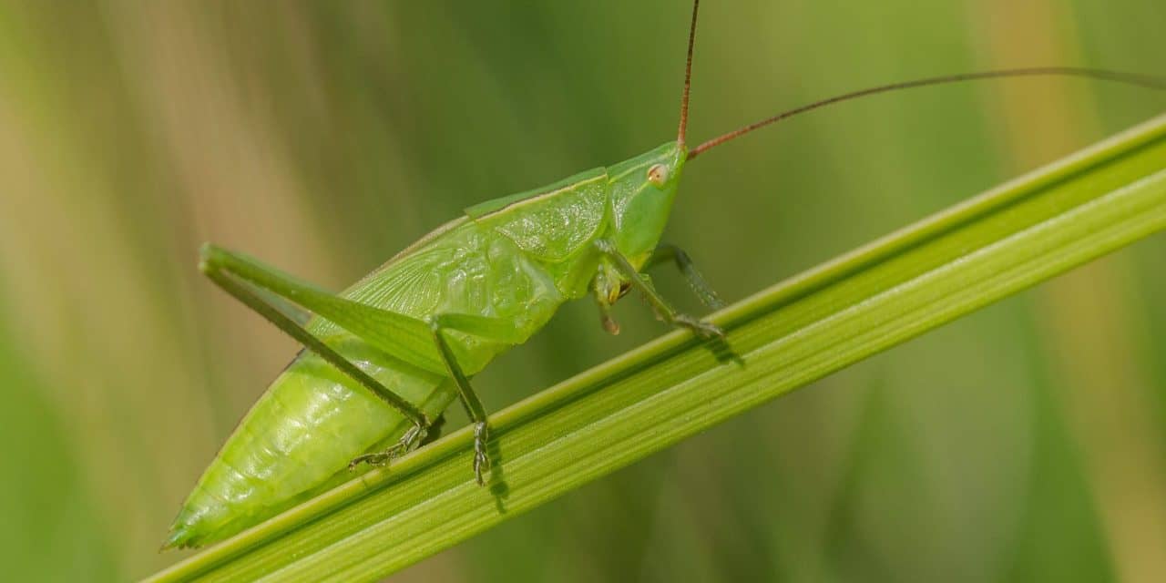 Edible Grasshoppers May Improve Sleep and Overall Health