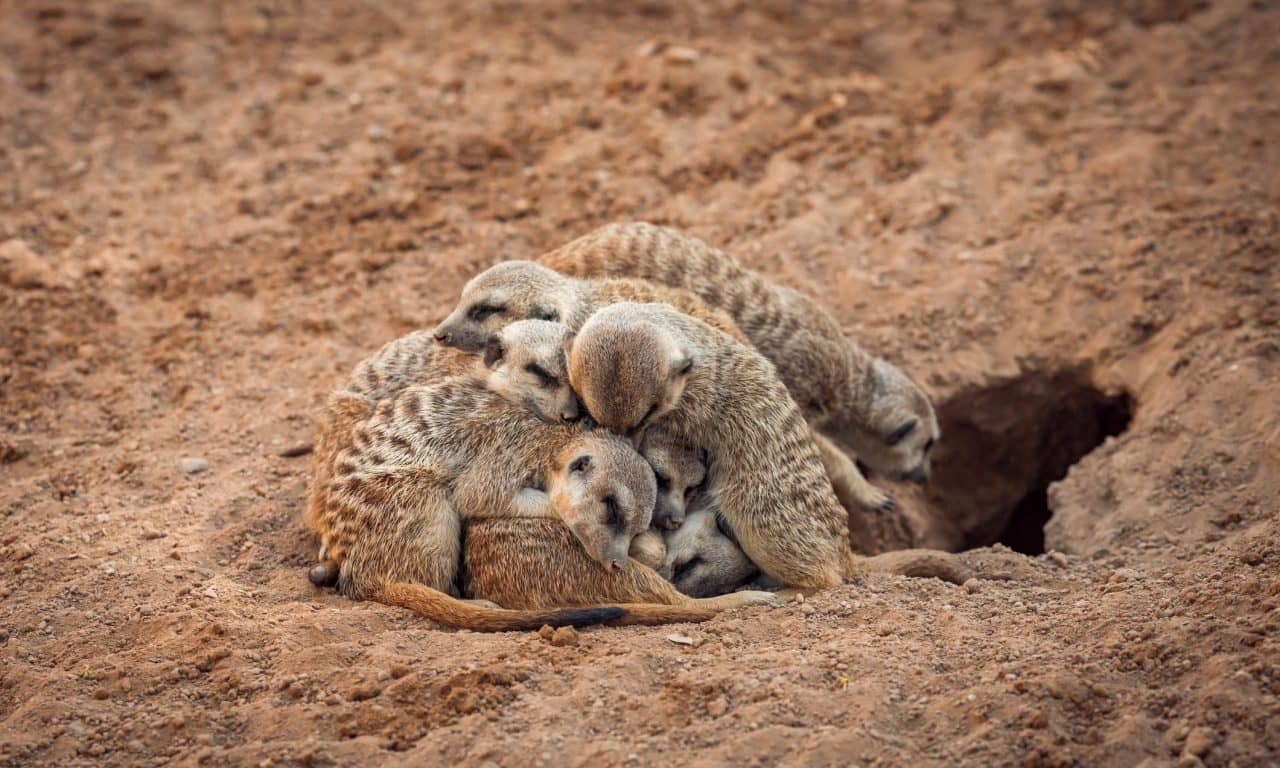 Studying Groups, Not Just Individuals, Key to Understanding Animal Sleep
