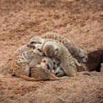 Studying Groups, Not Just Individuals, Key to Understanding Animal Sleep