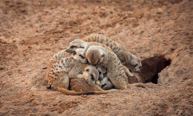 Studying Groups, Not Just Individuals, Key to Understanding Animal Sleep