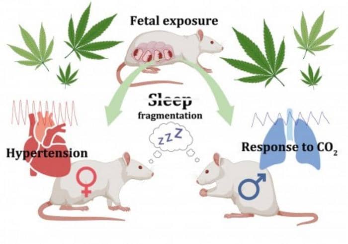 Sleep Quality Deteriorates in Rats Exposed to Marijuana-Like Substance in Womb