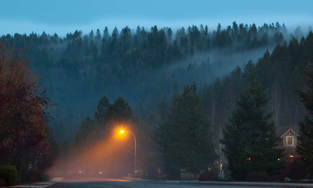 Artificial Light Is Disrupting Bees’ Sleep