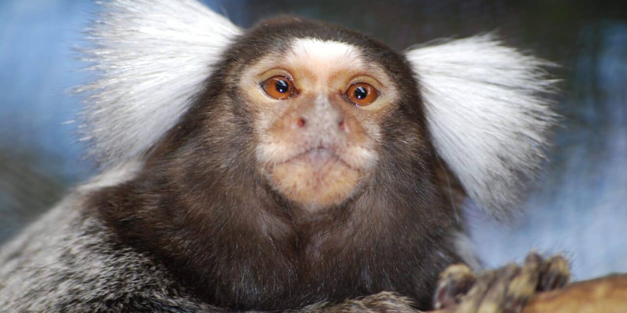 PETA Wants USDA to Investigate Sleep Deprivation Experiment on Monkeys