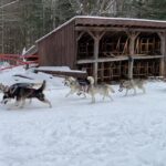 Daylight Saving Time Throws Off Sled Dogs’ Schedule