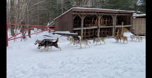 Daylight Saving Time Throws Off Sled Dogs’ Schedule