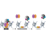 Histamine and Other Neurotransmitters Directly Influence Circadian Behavior