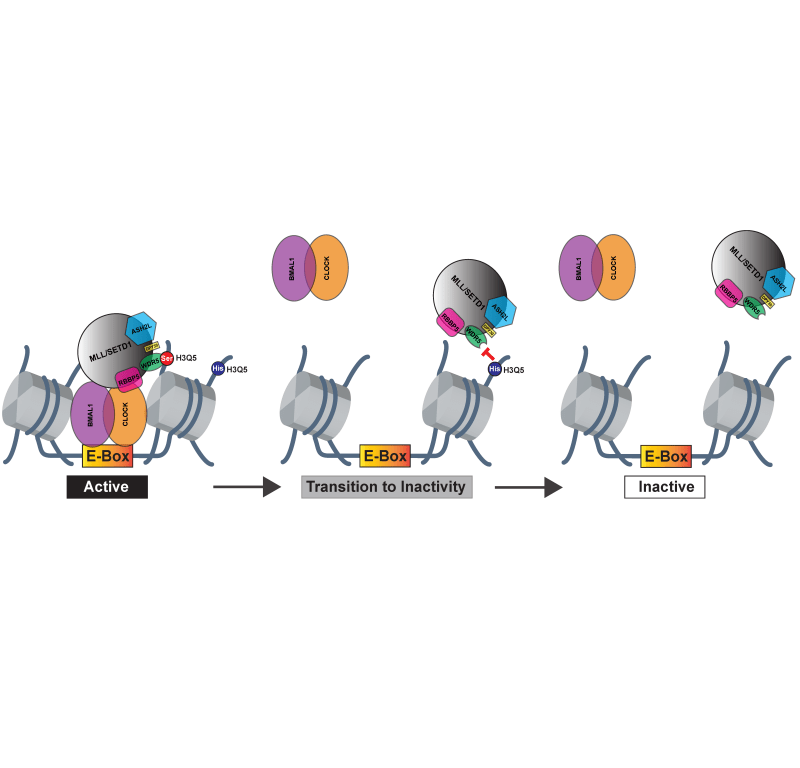 Histamine and Other Neurotransmitters Directly Influence Circadian Behavior