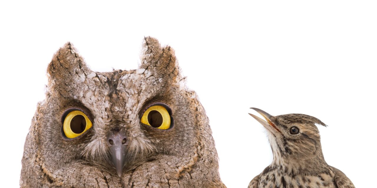 Being a Night Owl Is Linked to Mental Health Risks—But Can Quality Sleep Offset It?
