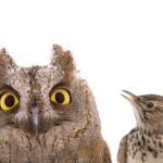 Being a Night Owl Is Linked to Mental Health Risks—But Can Quality Sleep Offset It?