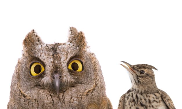 Being a Night Owl Is Linked to Mental Health Risks—But Can Quality Sleep Offset It?