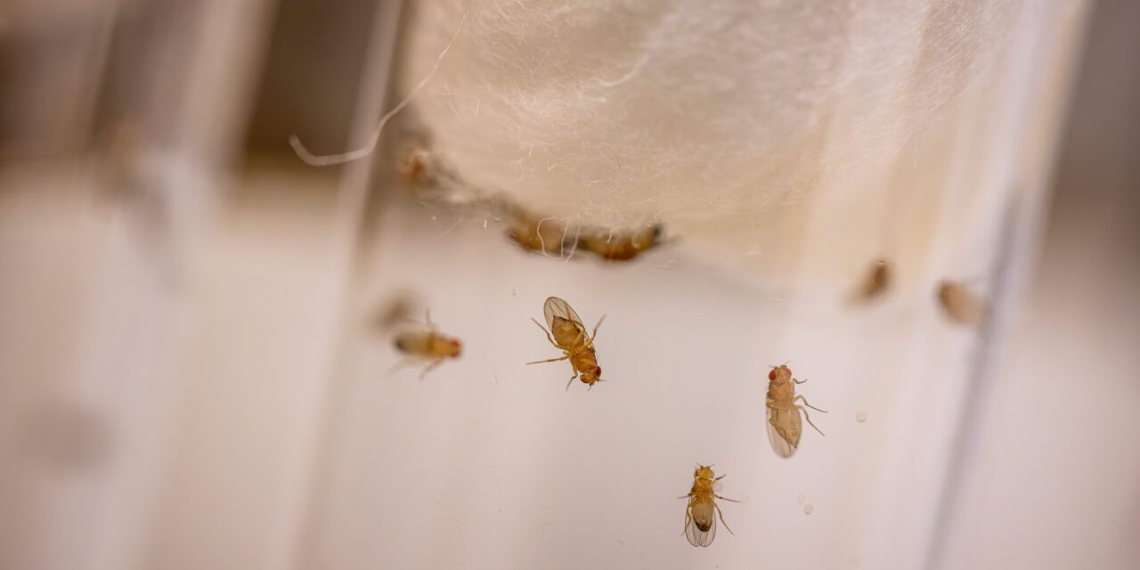 Fly Model of Alcohol-Induced Insomnia Implicates Specific Neurotransmitter