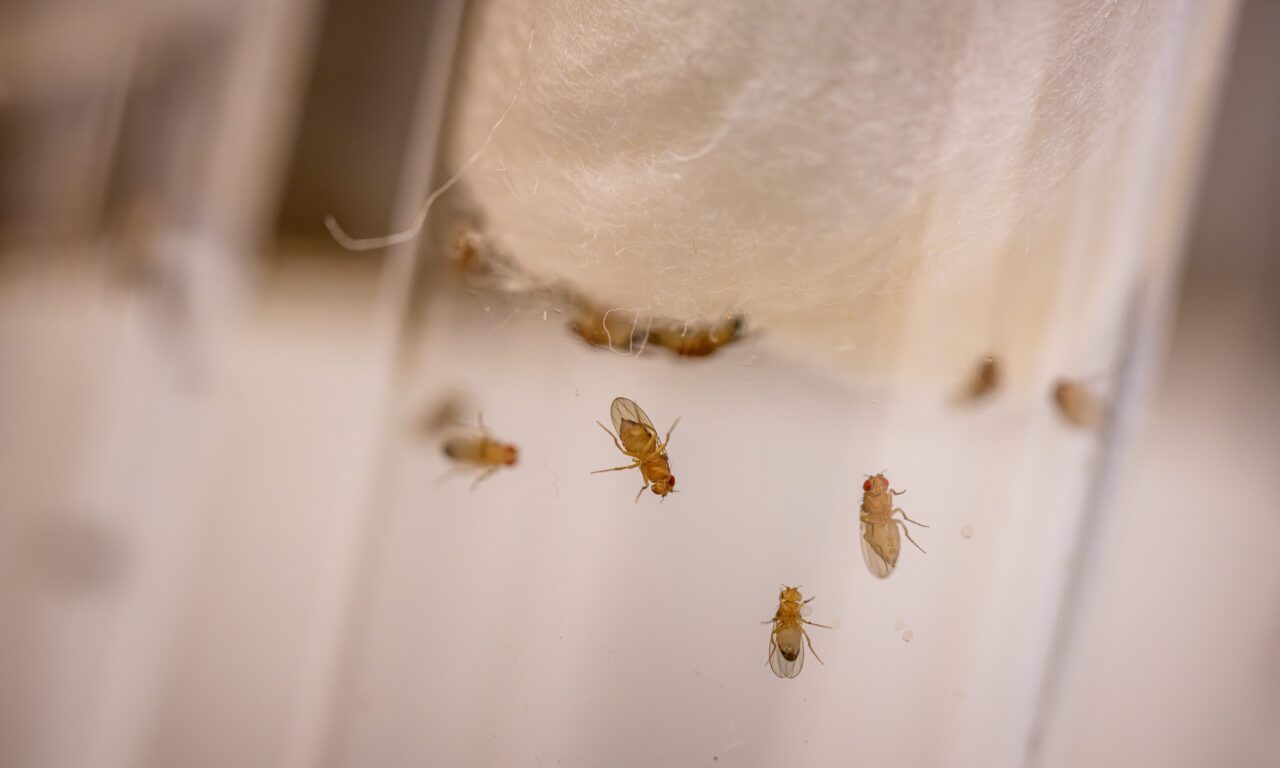 Fly Model of Alcohol-Induced Insomnia Implicates Specific Neurotransmitter