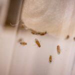 Fly Model of Alcohol-Induced Insomnia Implicates Specific Neurotransmitter