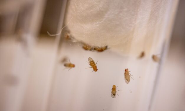 Fly Model of Alcohol-Induced Insomnia Implicates Specific Neurotransmitter