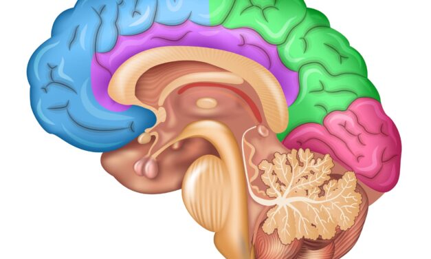 Lower Proportions of Certain Sleep Stages Linked to Alzheimer’s-Associated Brain Changes