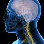 New Trial Reveals Sustained Benefits for Investigational Sleep Apnea Neurostimulator