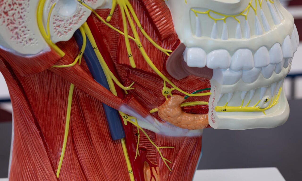 How the Pivotal Trial for LivaNova’s OSA Neurostimulator Is Different from the Rest