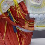 How the Pivotal Trial for LivaNova’s OSA Neurostimulator Is Different from the Rest