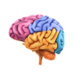 Surprisingly, Narcolepsy Type 1 Linked to Neurodegeneration Beyond That of Orexin Neurons